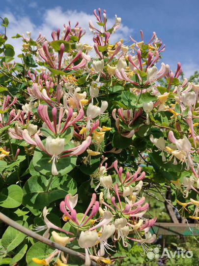 Ива, гортензия, клематис, жимолость каприфоль