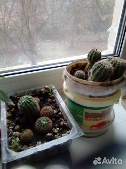 Каланхое,кактусы,золотой ус