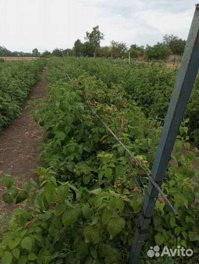 Саженцы малины