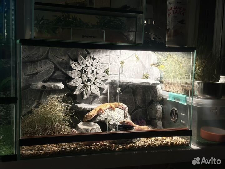 Эублефары с террариумами