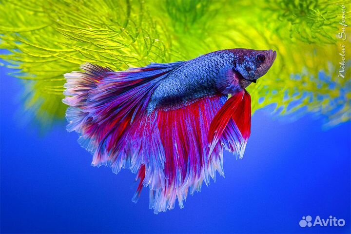 Гуппи, апистораммы, петушки, пецилии