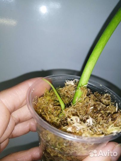 Филодендрон Т31 вариегатный