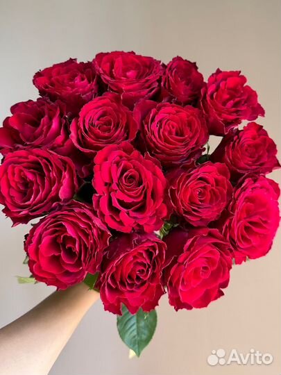 Розы красные 50см,доставка цветов