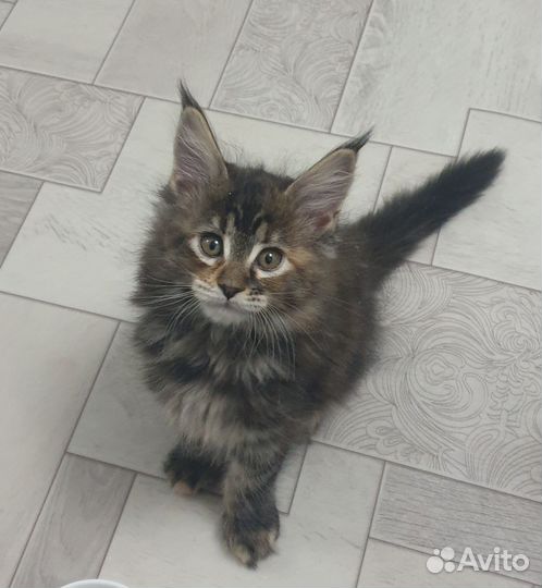 Мейн Кун котёнок