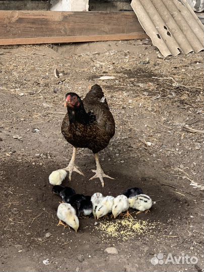 Бойцовые курицы