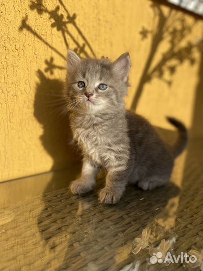 Котята