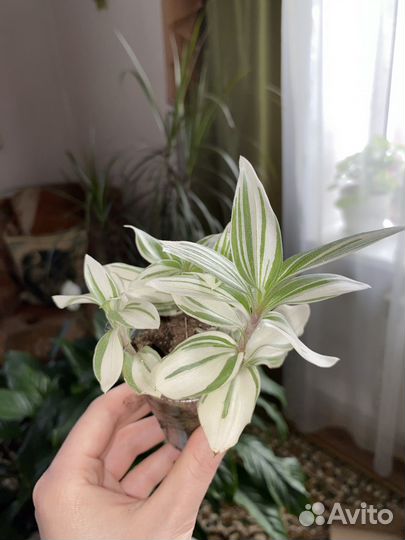 Традесканция