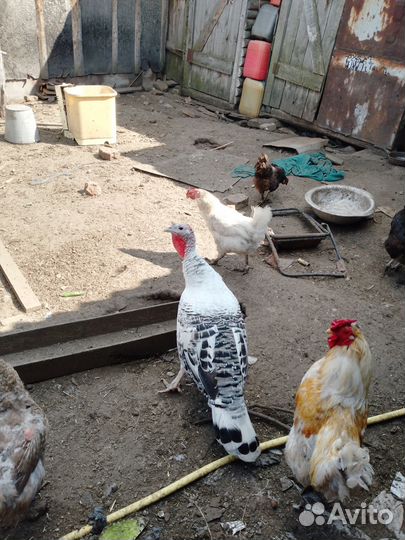 Семья индюков