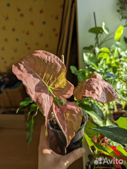 Сингониум неон пинк