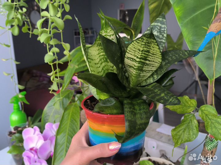 Сансевиерия