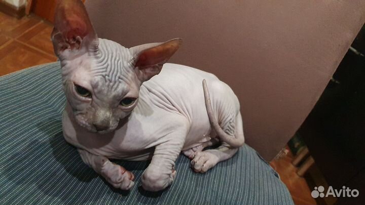 Котята сфинкс