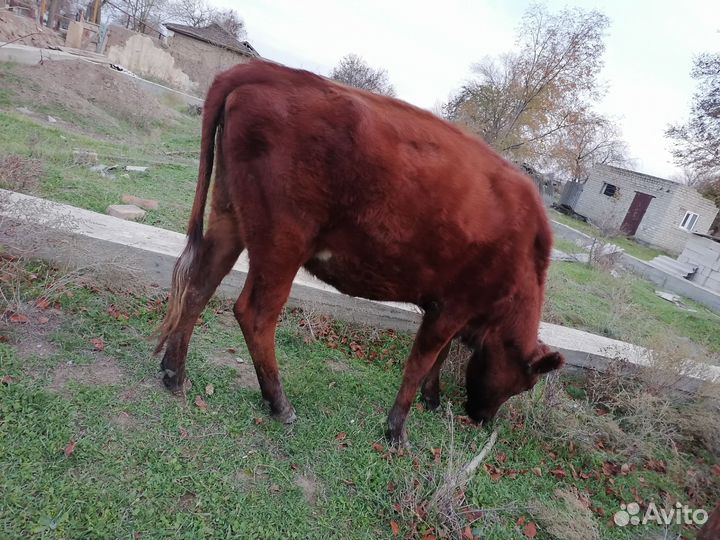 Тёлка 1год и 6 месяцев