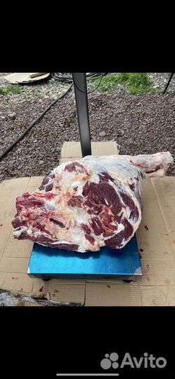 Мясо говядина(телятина)