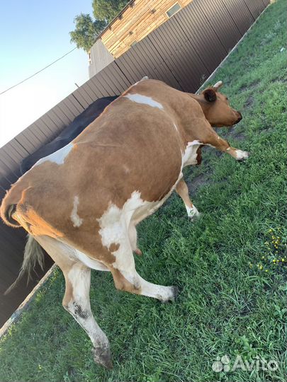 Коровы дойные молочные