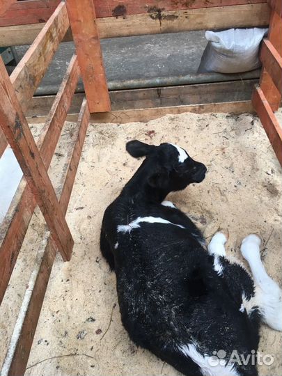 Телята бычки мясное направление