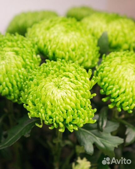 Хризантема