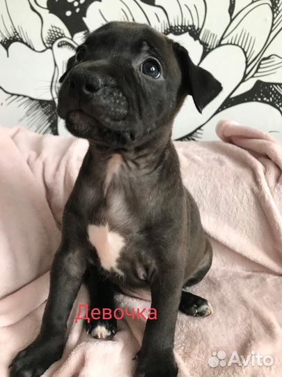 Щенки питбуля