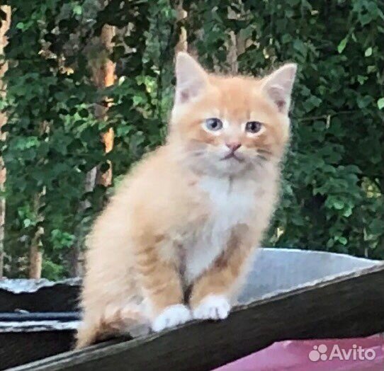 Котик Рыжик