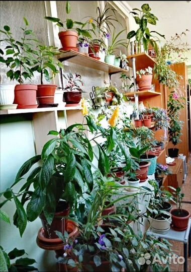 Комнатные растения