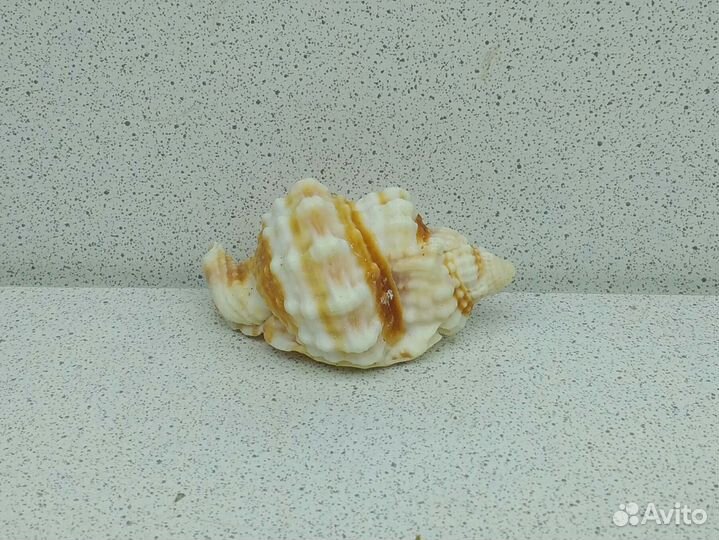 Дисторсио Анус 5,3 морская ракушка раковина