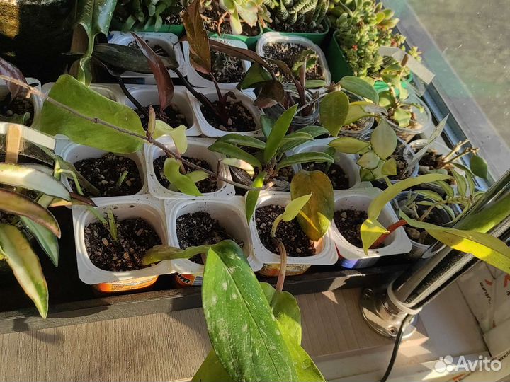 Домашние неприхотливые цветы от