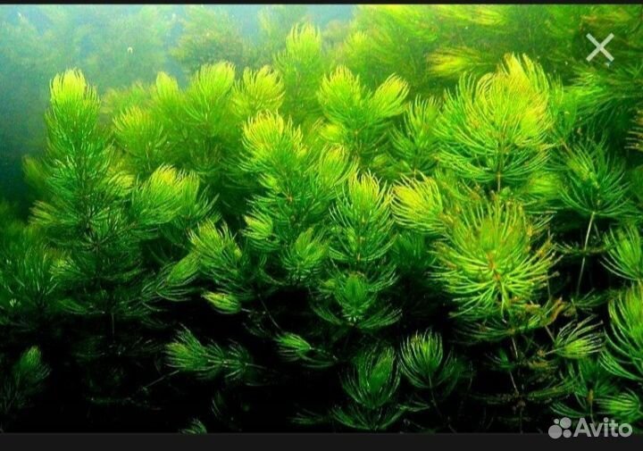 Водоросли для аквариума роголистник