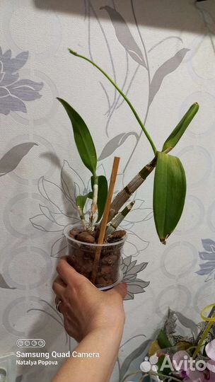 Орхидеи. Фаленопсис, ваниль, дендробиум