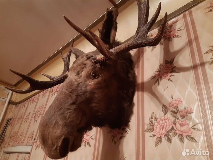 Чучело головы лося