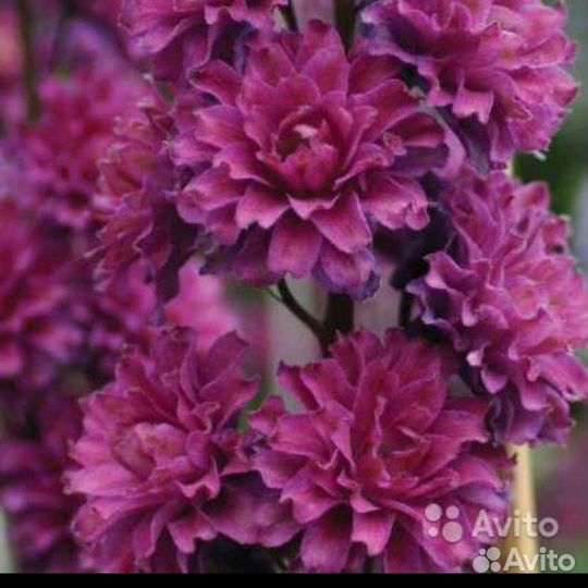 Саженцы Дельфиниума Шотландского Фламенко