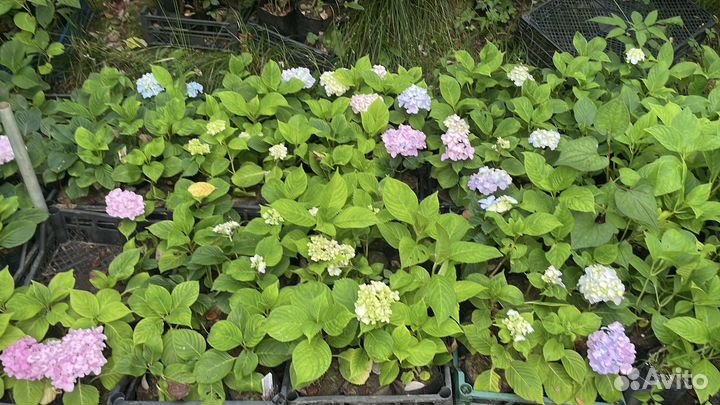 Гортензия голубая