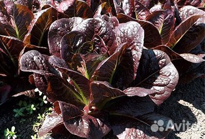 Семена Салата Ромен 