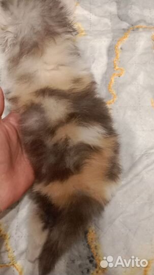 Персидские котята