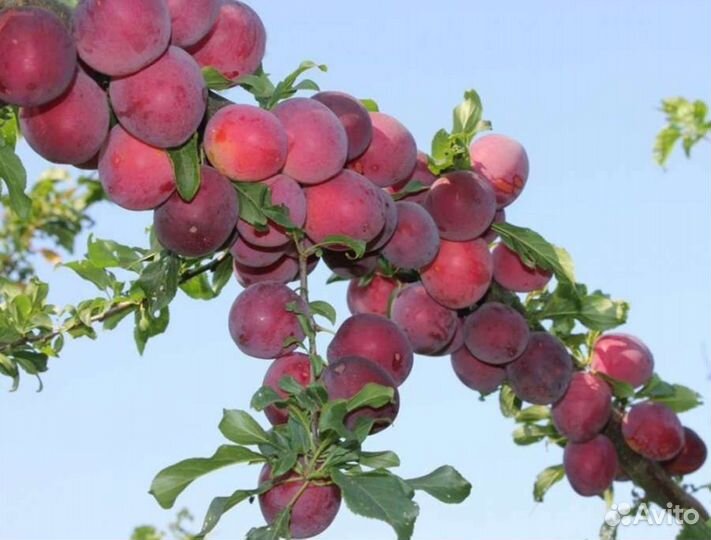 Саженцы алычи Кубанская комета