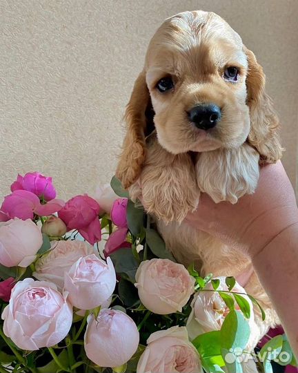 Американский кокер спаниель щенок
