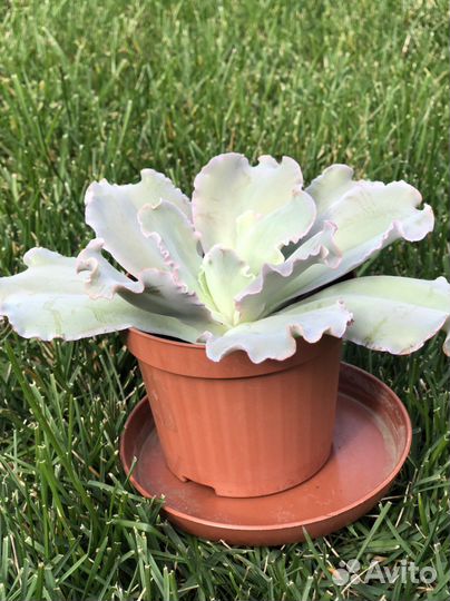 Эхеверия блю гигант