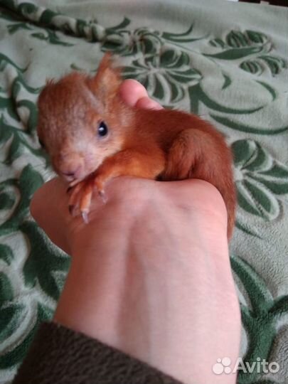 Белки и бурундучки