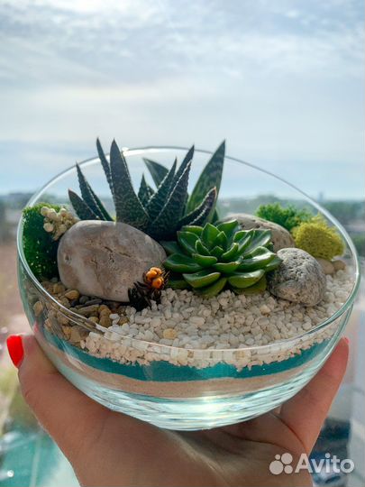 Флорариум с суккулентами