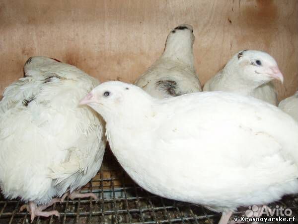 Перепелки несушки,Техасские,Манчьжурские на развед