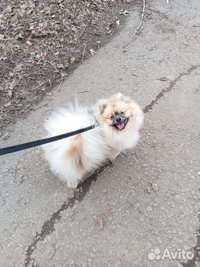 Малый немецкий шпиц