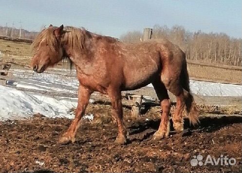 Лошадь жеребец тяжеловоз
