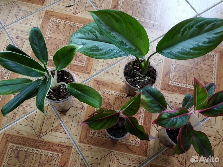 Аглонемы домашние