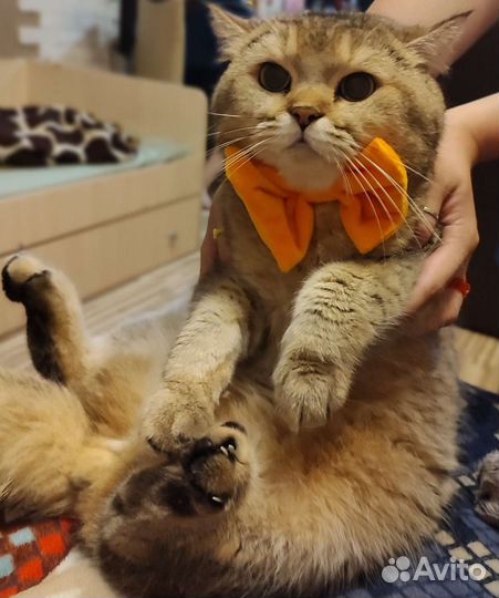 Шотландский кот