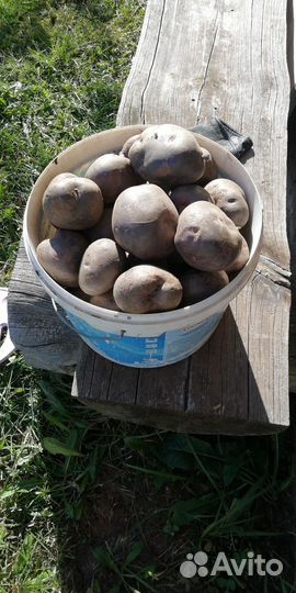 Продам домашний картофель