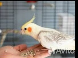 Ручные кореллы