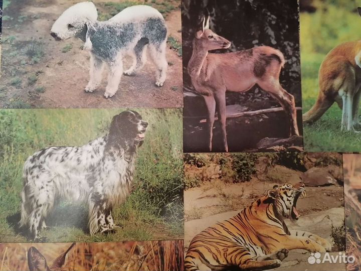 Открытки СССР, животные, фотографии