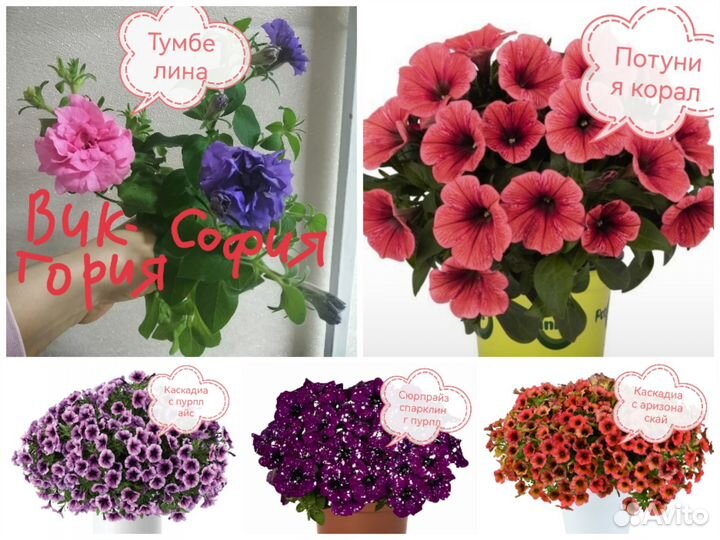 Петуния бакопа калибрахоа колеус