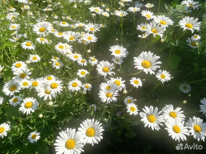 Букет ромашки цветы срезы лилии флоксы календулы