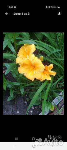 Многолетники