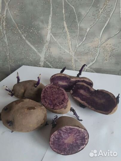 Картофель сорт 