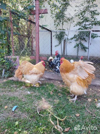 Петушок Орпингтона палевого